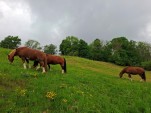 Lundi 04 mai 2026 15h08 Comme prévu nuages, températures en baisse et averses légères au début devenant plus généreuses dès demain mardi