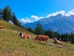 Samedi 22 aout 2026 11h23 Le bétail profite de l'herbe mouillée par les précipitations de la veille