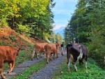 Samedi 03 octobre 2026 10h41 Désalpe sous une température au-dessus des normales saisonnières au moins jusqu'à mercredi puis les précipitations tant attendues pourraient bien arriver